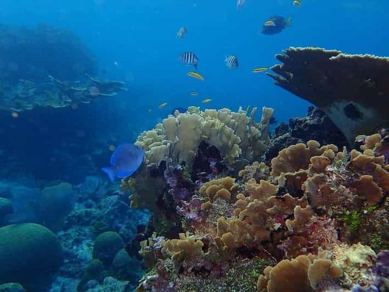 Billet Roatan : Plongée en apnée et excursion sur la plage