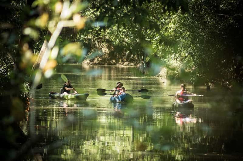 Billet Expédition en kayak : Safari singe-mangrove