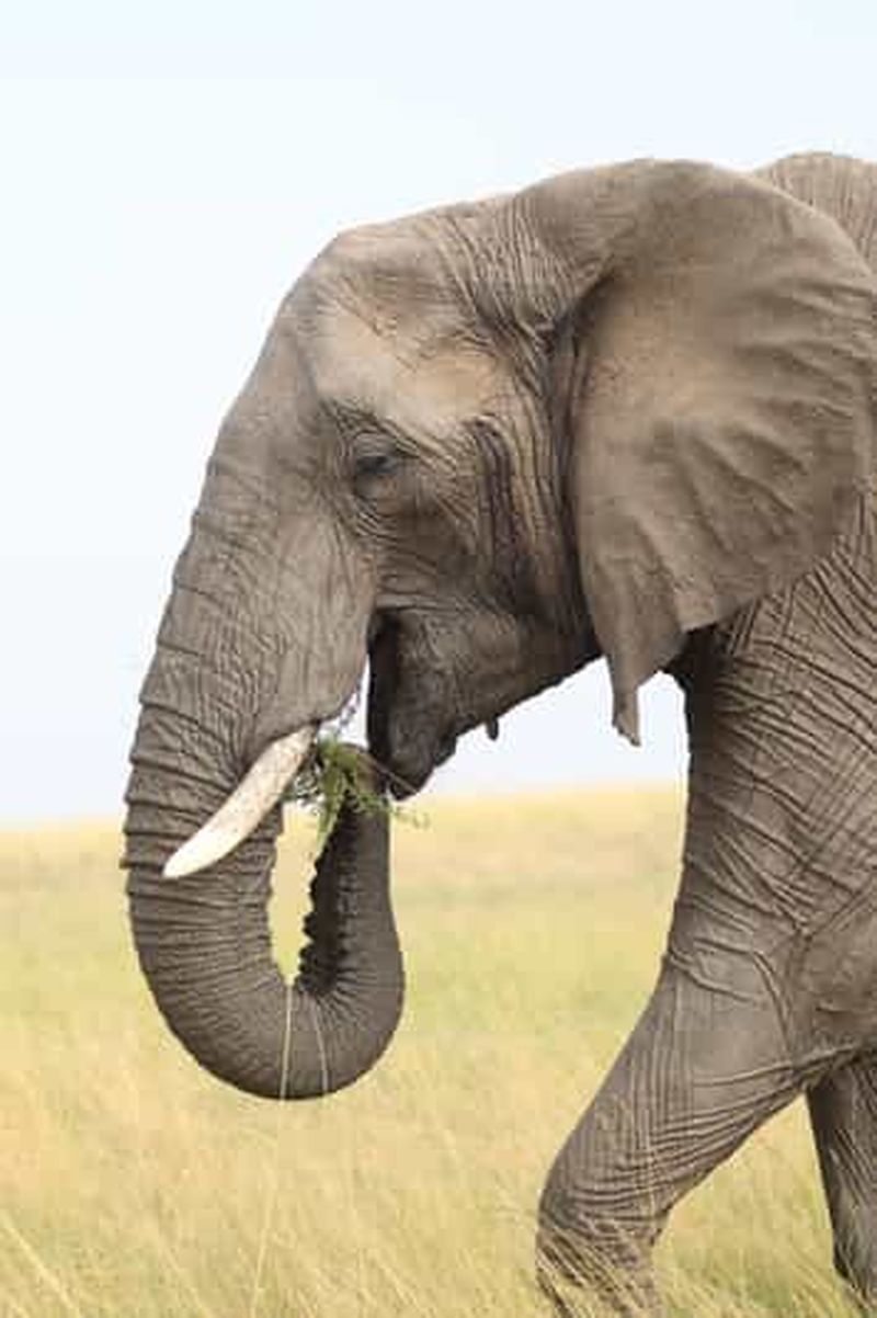Billet Visite de 5 heures du parc national de Nairobi en véhicule 4x4