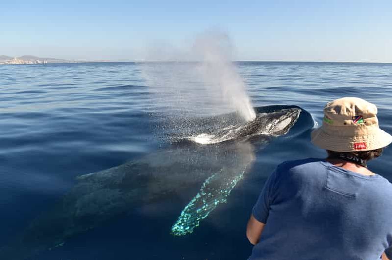 Billet Cabo : Excursion en bateau d'observation des baleines avec un équipage entièrement féminin et des photos