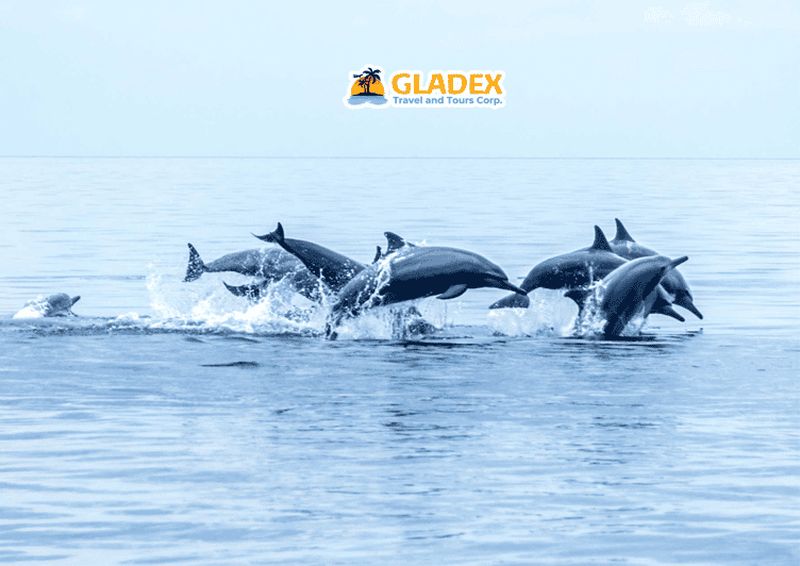 Billet Dumaguete : banc de sable de Manjuyod et observation des dauphins