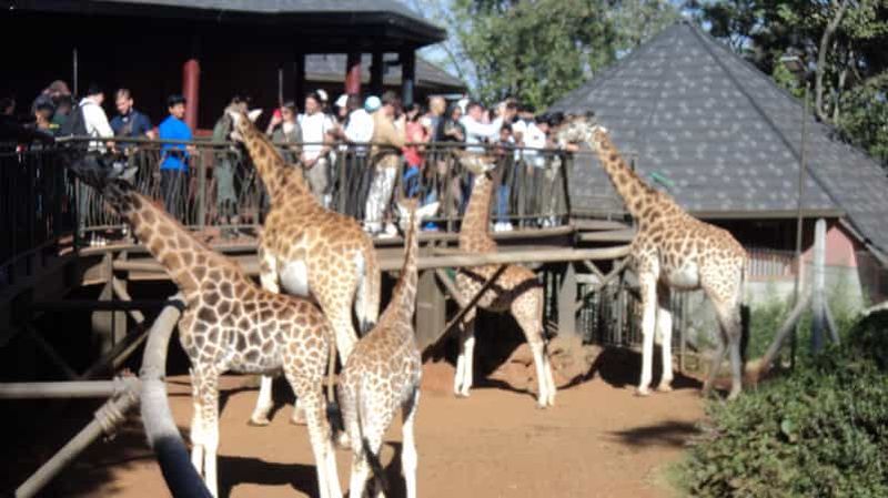 Billet Visite du centre des girafes et du musée Karen Blixen depuis Nairobi