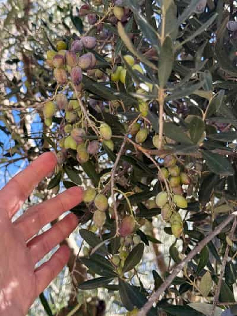Billet Olympie : visite guidée, repas avec cours de cuisine, musée de réalité virtuelle