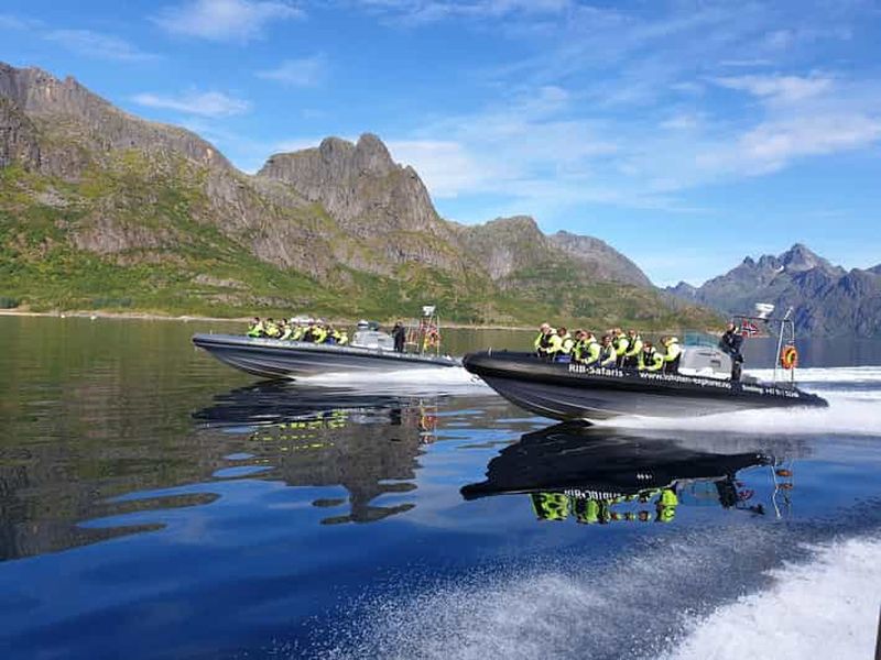 Billet Au départ de Svolvaer : Croisière en semi-rigide à la découverte de la faune et de la flore de Trollfjorden