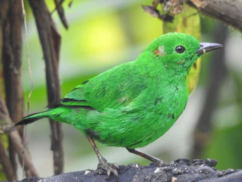 Billet Forêt de nuages de Mindo Oiseaux Papillons Chutes d'eau Chocolat...