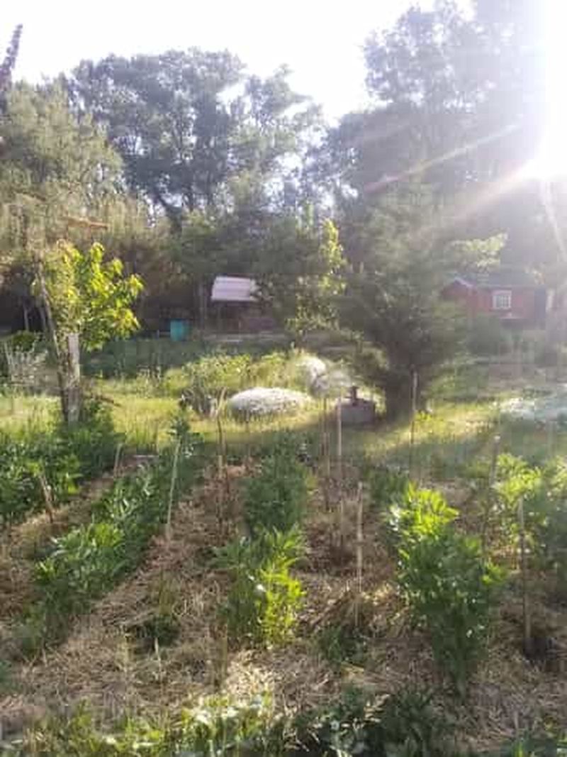 Billet Sardan: Visite du jardin cultivé en permaculture et agriculture biologique