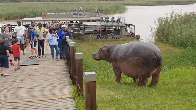 Billet Demi-journée de safari en bateau à dos d'hippopotame dans les zones humides d'Isimangaliso au départ de Durban