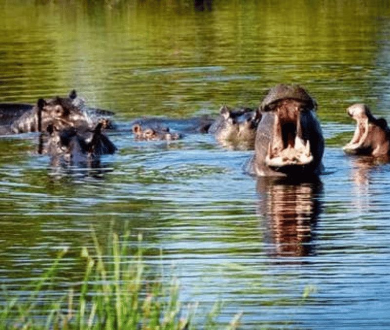 Billet Savuti - Khwai - Moremi (Mobile Safari) 7 jours