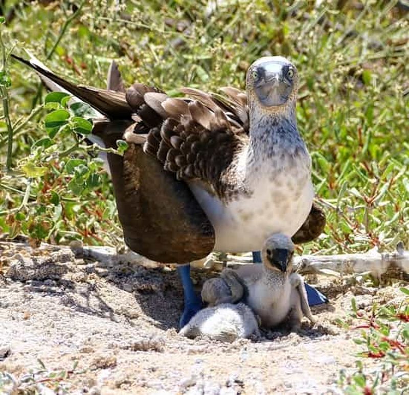 Billet NORTH SEYMOUR ISLAND- BEST BIRDWATCHING & SNORKEL EXPERIENCE