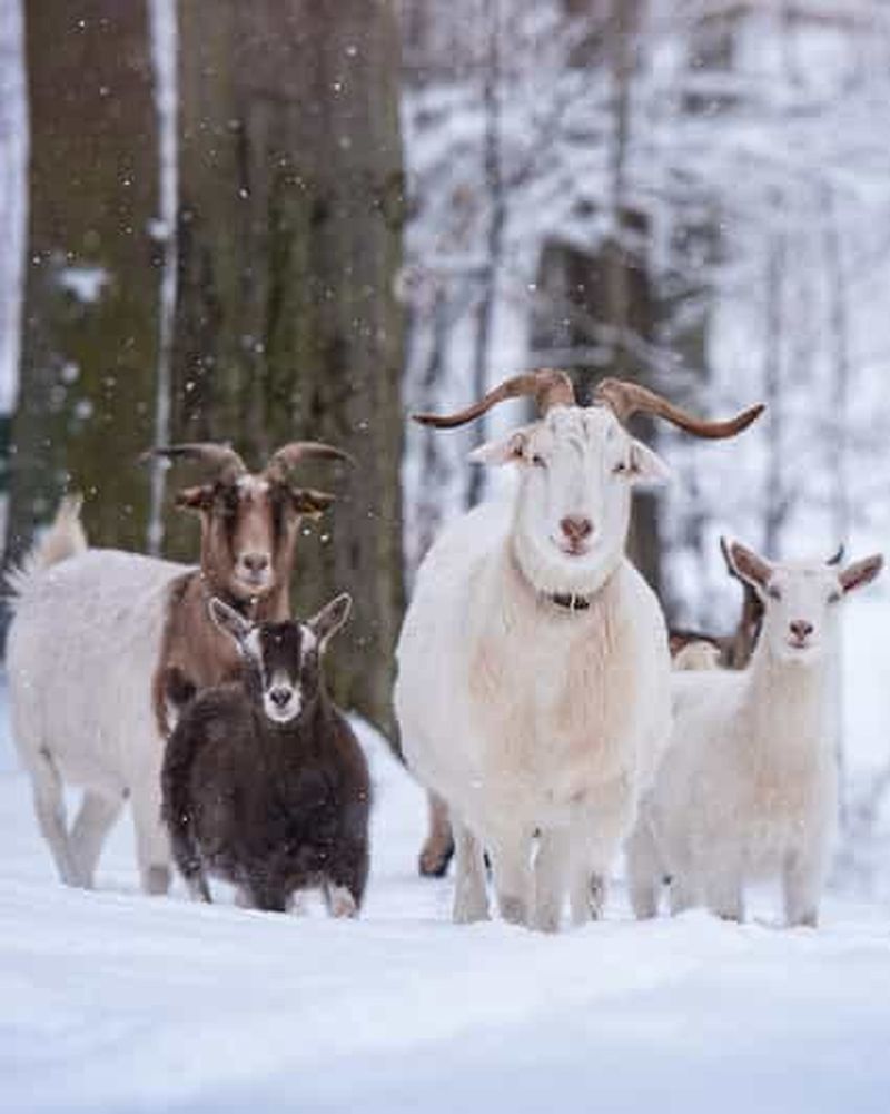 Billet Randonnée avec des chèvres près de Dresde