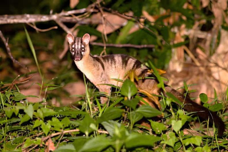 Billet Semporna : expédition de randonnée de 4 jours dans le bassin de Maliau