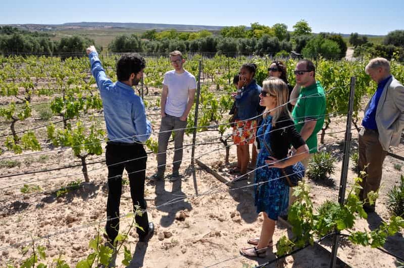 Billet Visite guidée des caves de la région de Madrid avec dégustation de vin