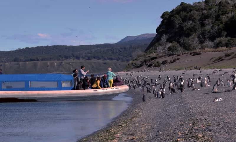 Billet Ushuaia : Tour en bateau d'observation des pingouins depuis Puerto Almanza