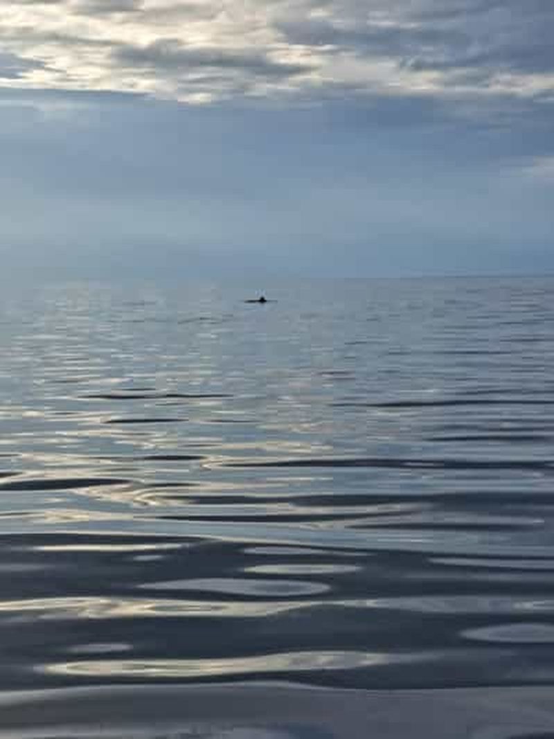 Billet Umag : sortie en bateau romantique avec dégustation de vin en début de soirée