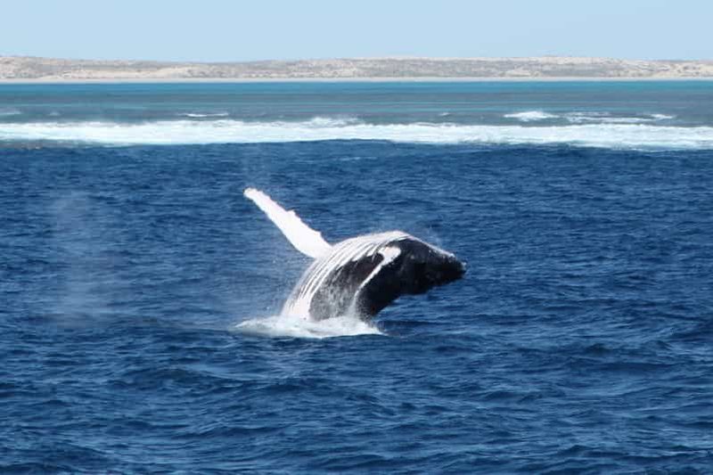 Billet Coral Bay : Expérience de 3 heures d'observation des baleines