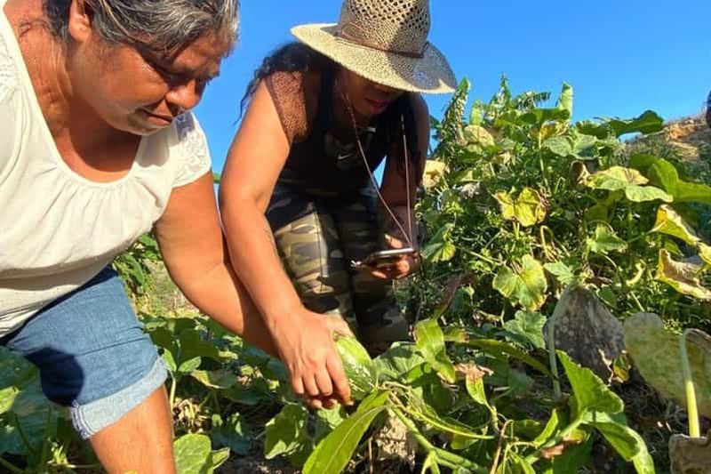 Billet Los Cabos : Cours de cuisine de la ferme à la table Azteca Cactus Taco