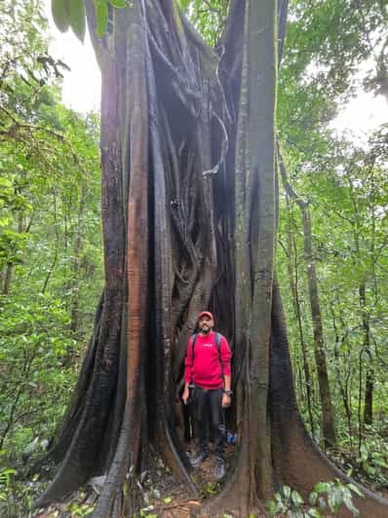 Billet Nairobi : promenade dans la forêt de Karura pour les escales à l'aéroport JKIA