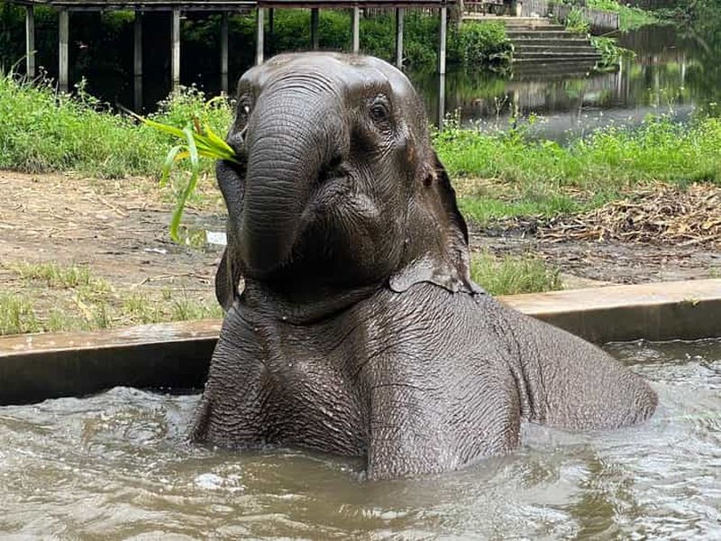 Billet Chiang Mai : visite éthique en petit groupe du sanctuaire des éléphants