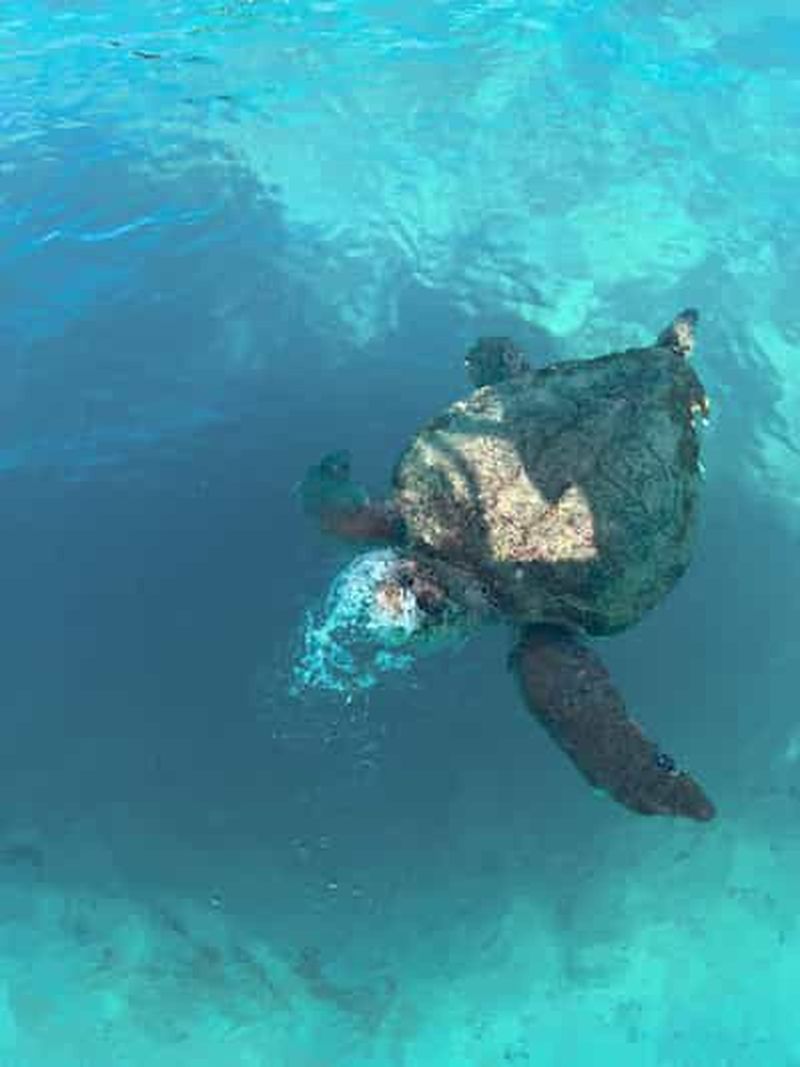 Billet Zante : excursion en hors-bord, tortues, grottes de Keri et Marathonisi