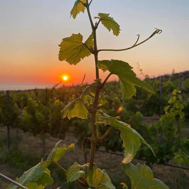 Billet Dégustation de vins et olivier ancien, visite de 3 heures - privée
