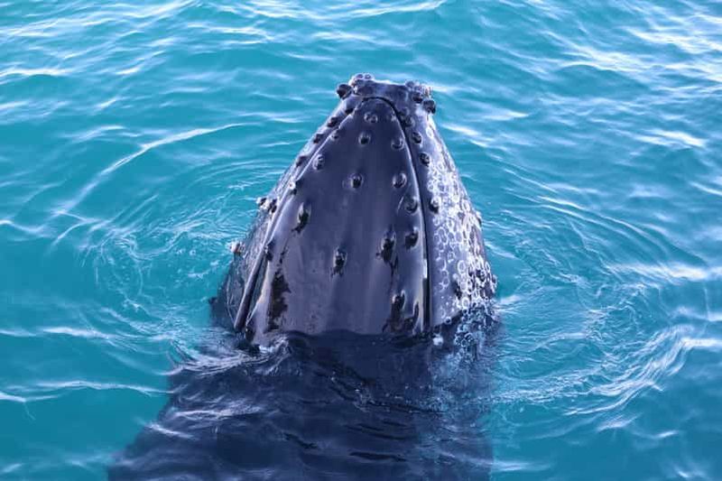 Billet Croisière d'observation de baleines l'après-midi à Broome