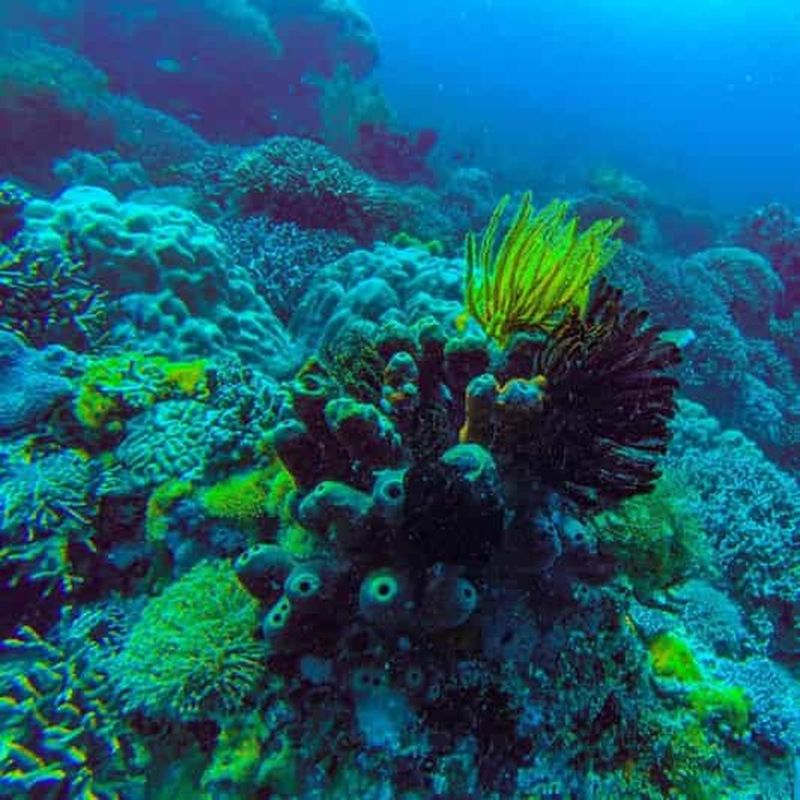 Billet ZANZIBAR : Forêt de Jozani, grotte de Salaam, The Rock et Blue Lagoon
