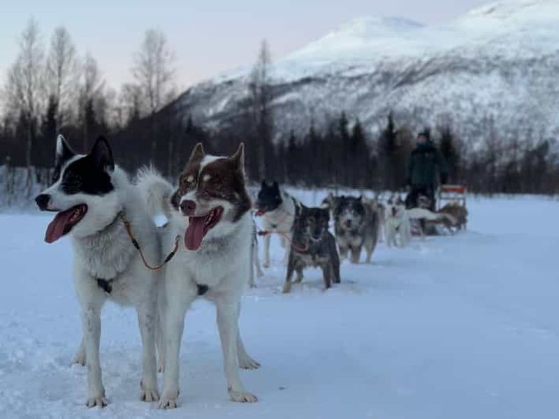Billet Depuis Tromsø : Traîneau à chiens et rencontre avec les chiots à Nordkjosbotn