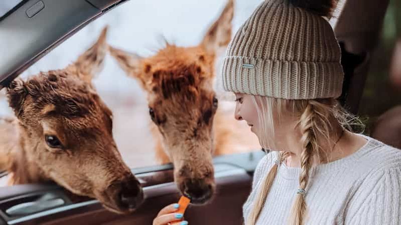 Billet Ottawa : Safari privé au parc Oméga – Magie hivernale