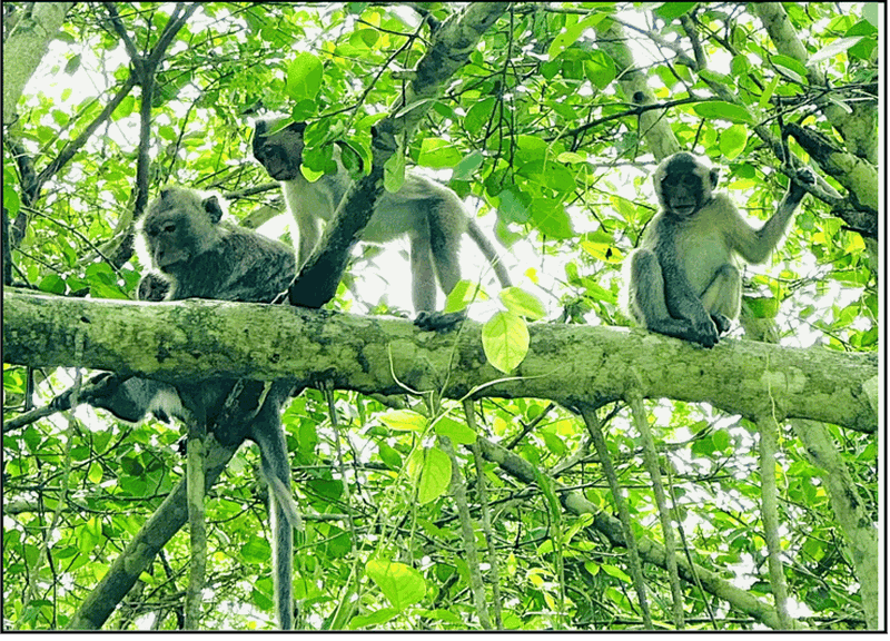 Billet Rạch Giá : excursion de 3 jours à vélo dans la forêt et les villages d'U Minh Thượng