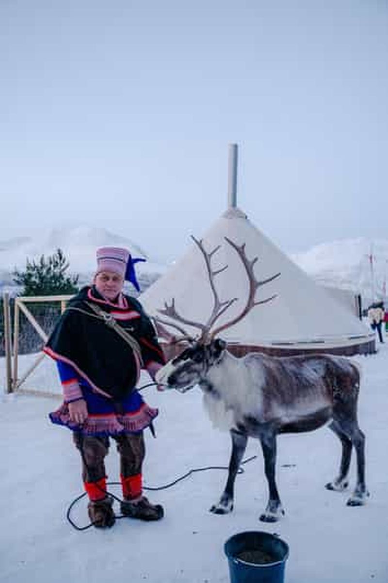 Billet Tromsø : promenade en traîneau à rennes avec les Samis