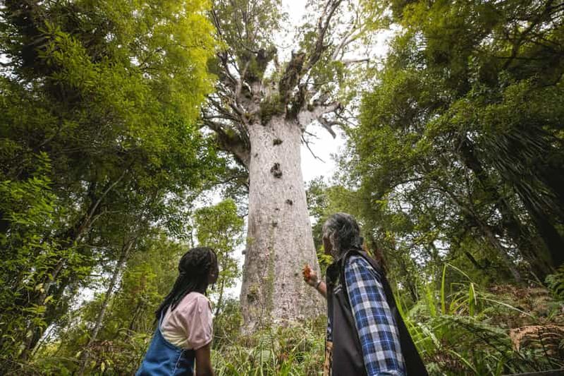 Billet Visite de la forêt de Waipoua KAURI, de Tane Mahuta et du musée Ex Auckland