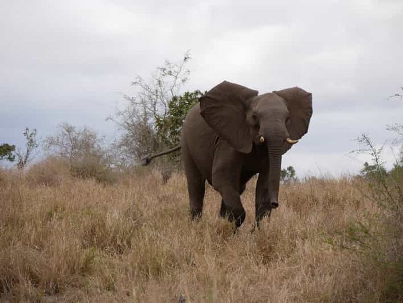 Billet 2 jours de safari de luxe dans le parc national de Pilanesberg