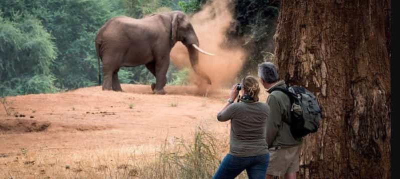 Billet Excursion d'une journée à Isimangaliso et croisière en bateau pour les hippopotames et les crocodiles, au départ de Durban