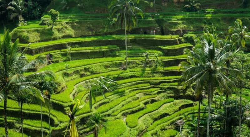 Billet Ubud : visite personnalisée d'Ubud avec chauffeur privé