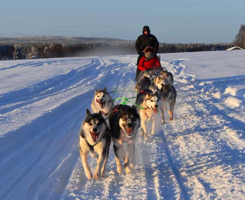 Billet Luleå : Visite guidée en traîneau à chiens
