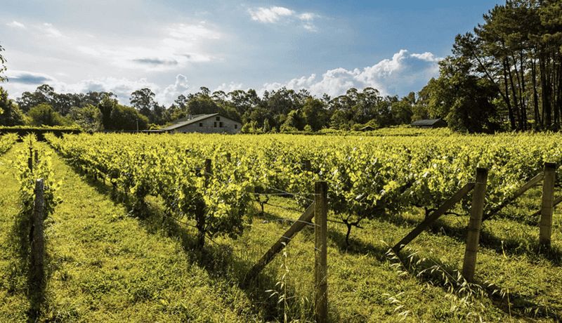 Billet Galice : visite de la cave Bodega Corisca et dégustation de vin