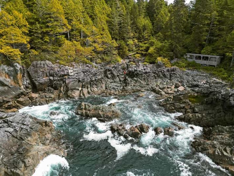Billet Tofino : excursion à Hot Springs Cove avec croisière pour observer la faune