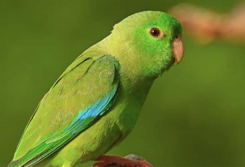 Billet Carthagène : visite privée d'observation des oiseaux dans la forêt tropicale sèche