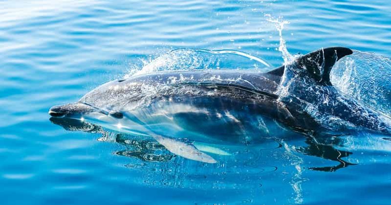 Billet Depuis la Costa del Sol : Gibraltar et croisière d’observation de dauphins