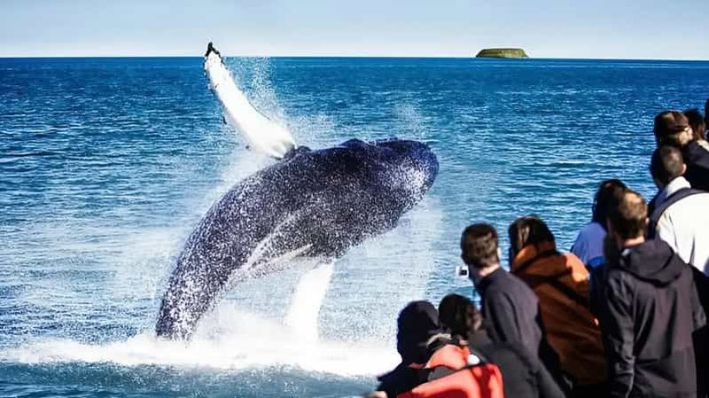 Billet Akureyri : Lac Mývatn, GeoSea et observation de baleines