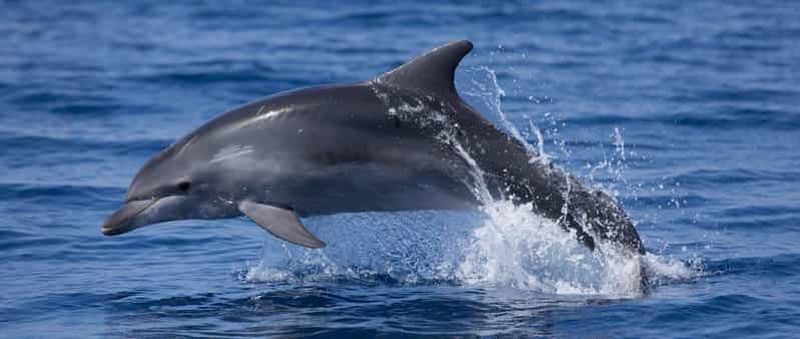 Billet Vodice : sortie en bateau et observation des dauphins dans l'archipel de Šibenik