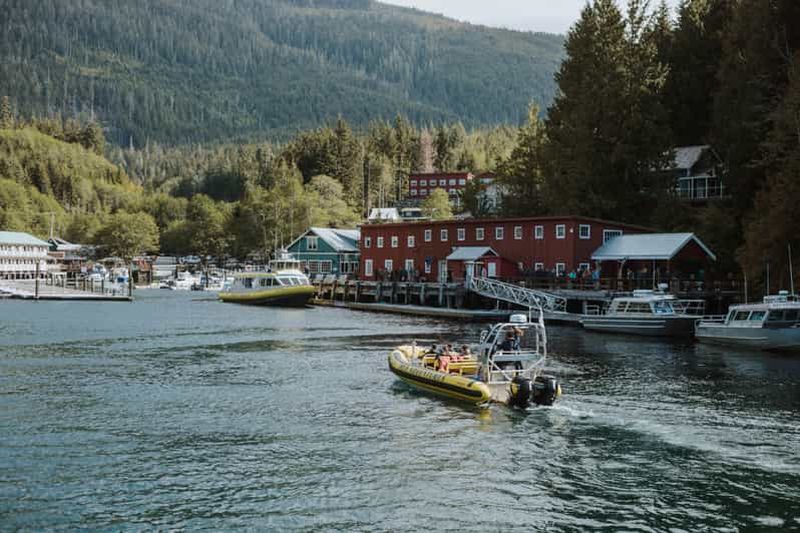 Billet Telegraph Cove : Tour en bateau d'observation des baleines de 3 heures en zodiac.