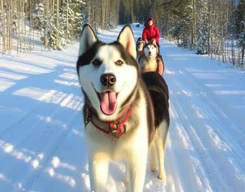 Billet Levi : 5 km de balade en traîneau à chiens