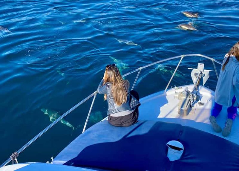 Billet Depuis Benalmádena et Torremolinos : excursion en bateau pour l'observation des dauphins