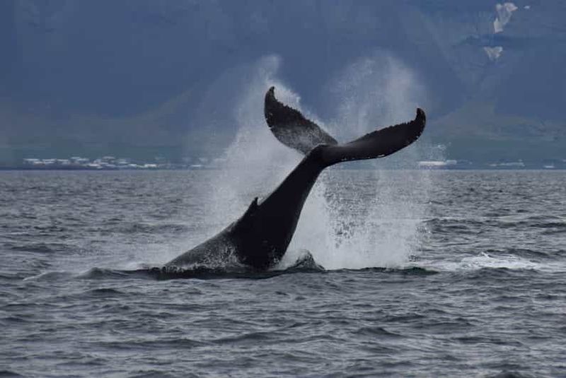 Billet Reykjavik : Whale Watching Express