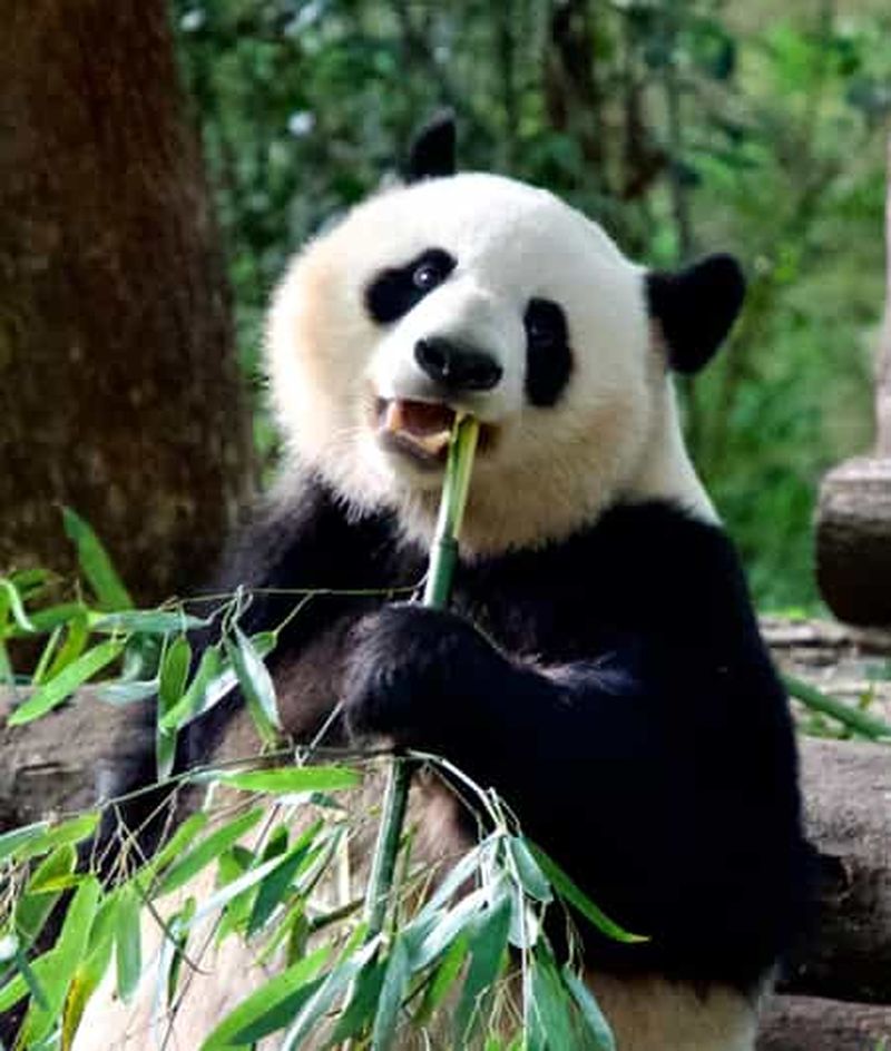 Billet Chengdu : opéra du Sichuan, centre de recherche sur les pandas et musée de Sanxingdui