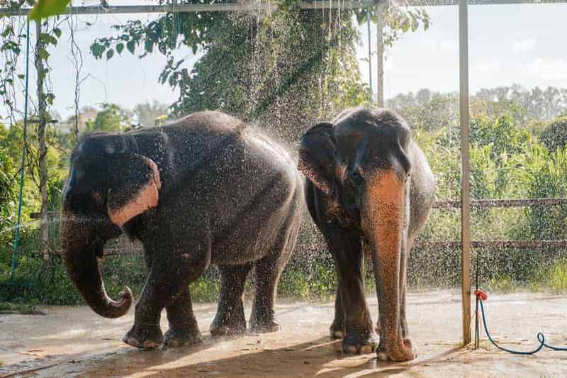 Billet Phuket : Visite du sanctuaire de soins aux éléphants de Phuket