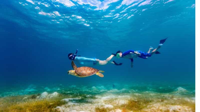 Billet Snorkeling en petit groupe avec les tortues aux îles Daymaniyat