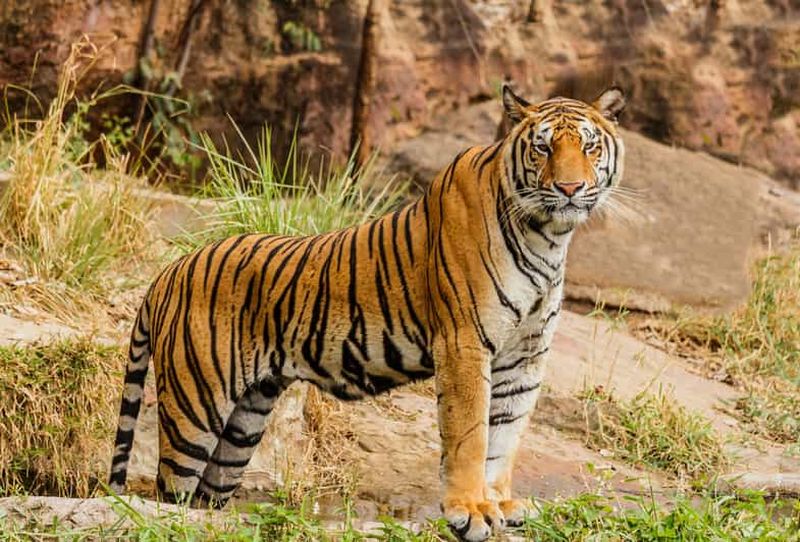 Billet Depuis Jaipur : excursion au parc national de Ranthambore avec safari