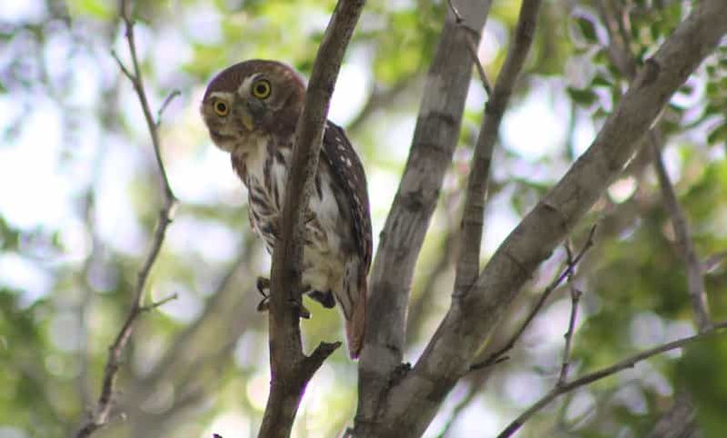 Billet Tulum : Randonnée guidée d'observation des oiseaux dans la réserve de biosphère de Sian Ka'an